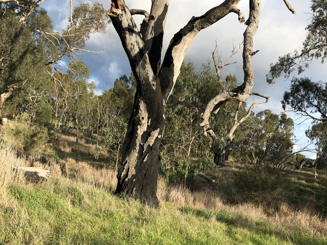 Yanga Track-霍舌姆必去景点