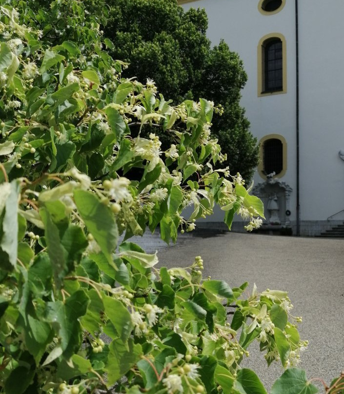 Wallfahrtsbasilika Maria Brünnlein-Wemding必去景点