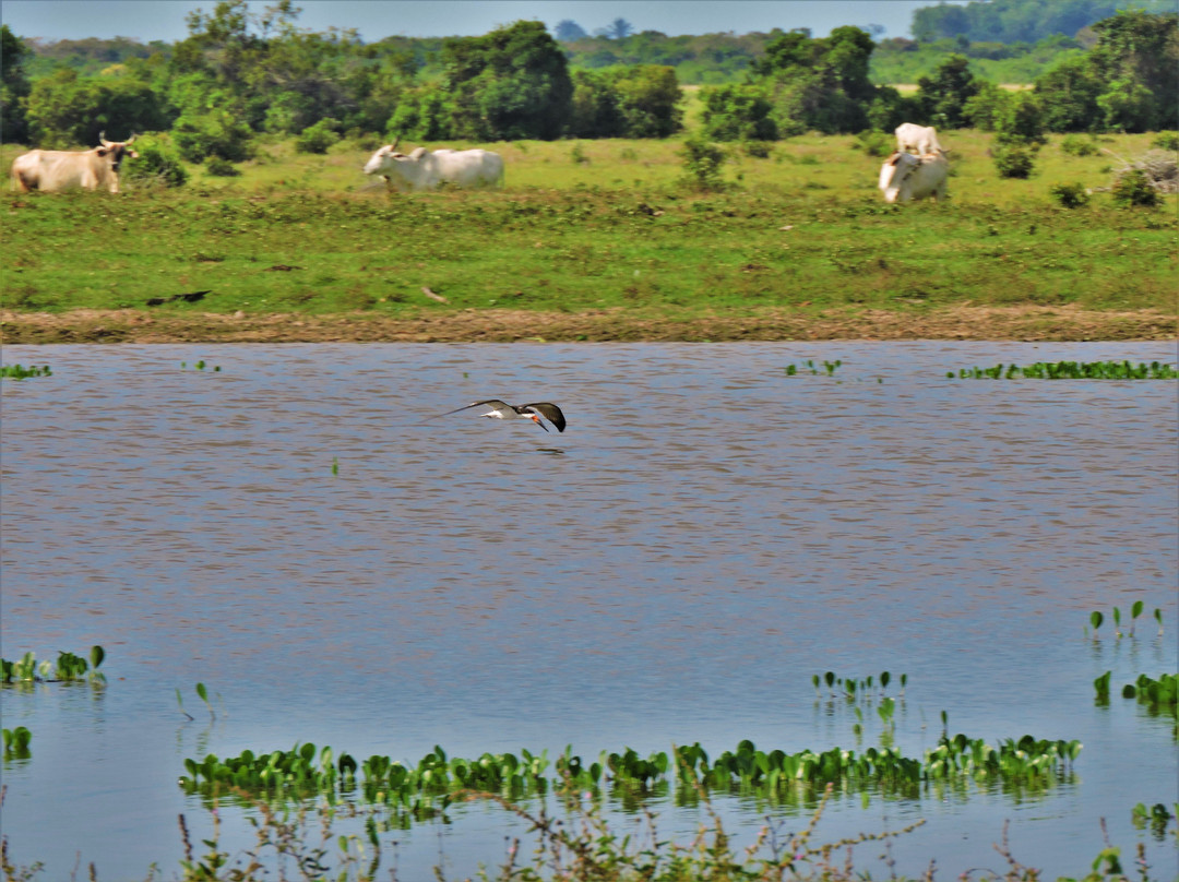 Birding & Wildlife Colombia Tours景点图片