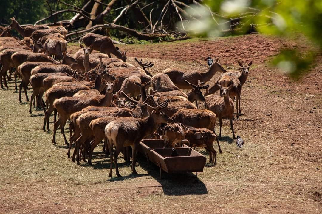 Wild- und Wanderpark景点图片