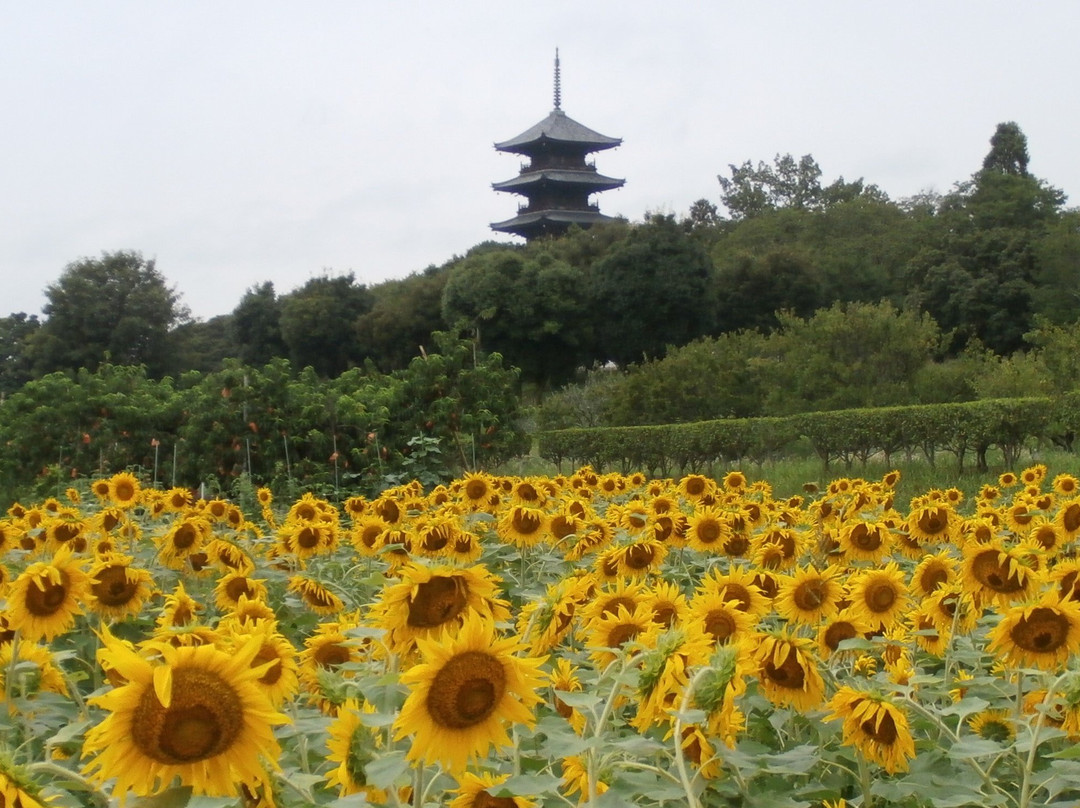 Kibi Plain Bicycle Route-冈山县必去景点