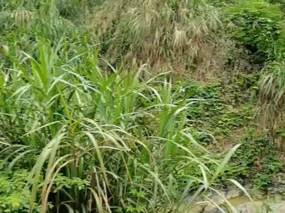 松溪白马山自然保护区-松溪县必去景点