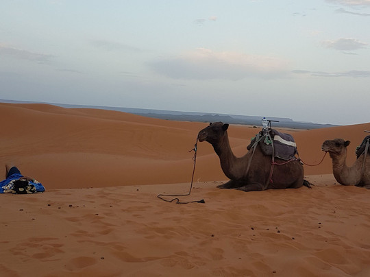 Vamos a Marruecos-非斯必去景点