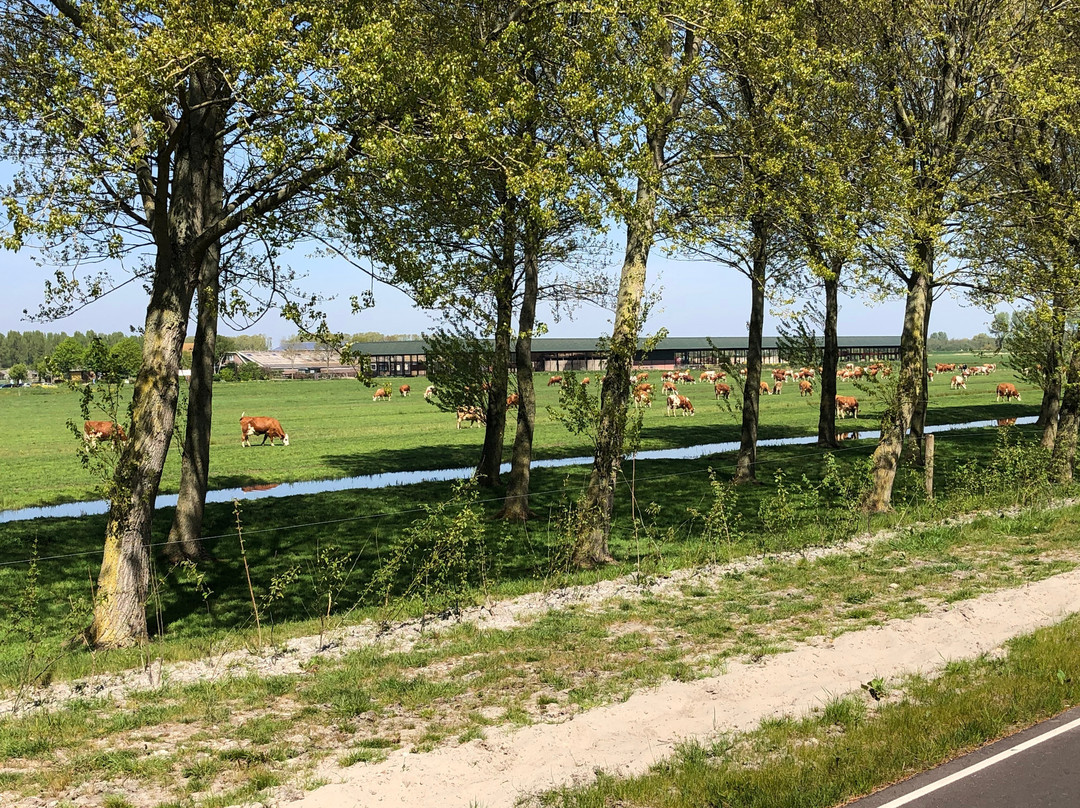 Pijnacker旅游攻略图片