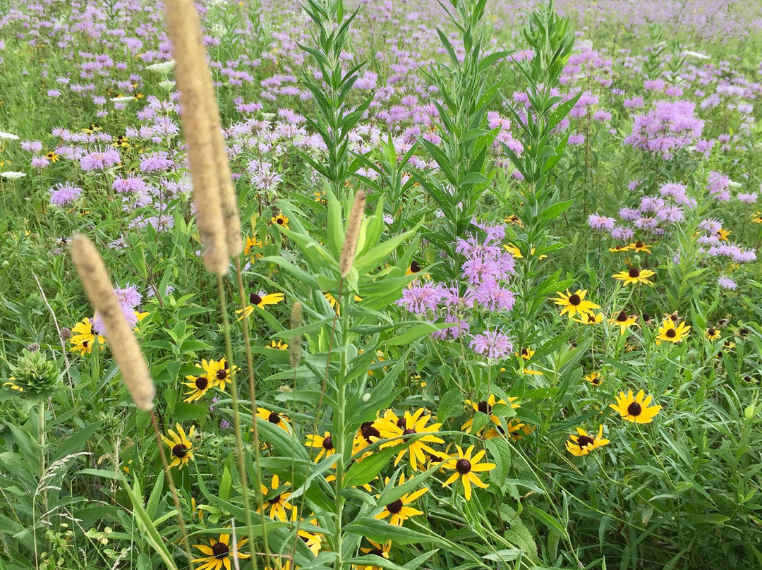 Pheasant Branch Creek Conservancy-Middleton必去景点