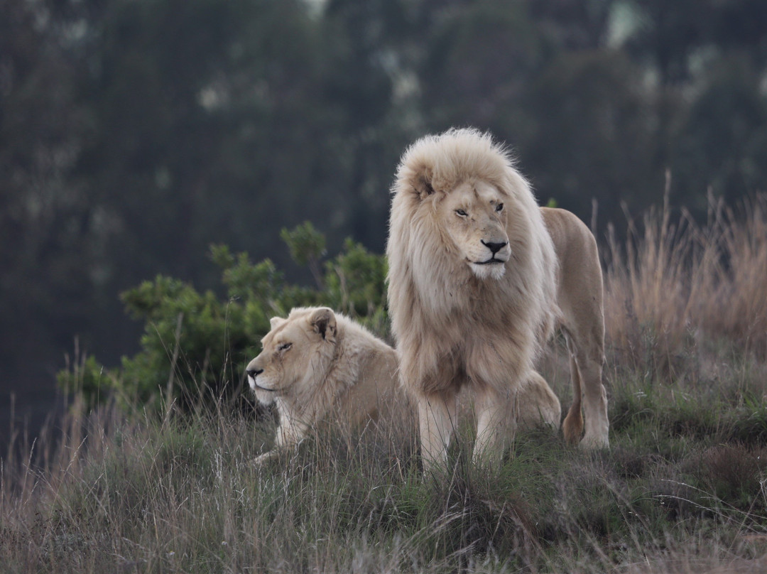 LIONSROCK Big Cat Sanctuary-伯利恒必去景点