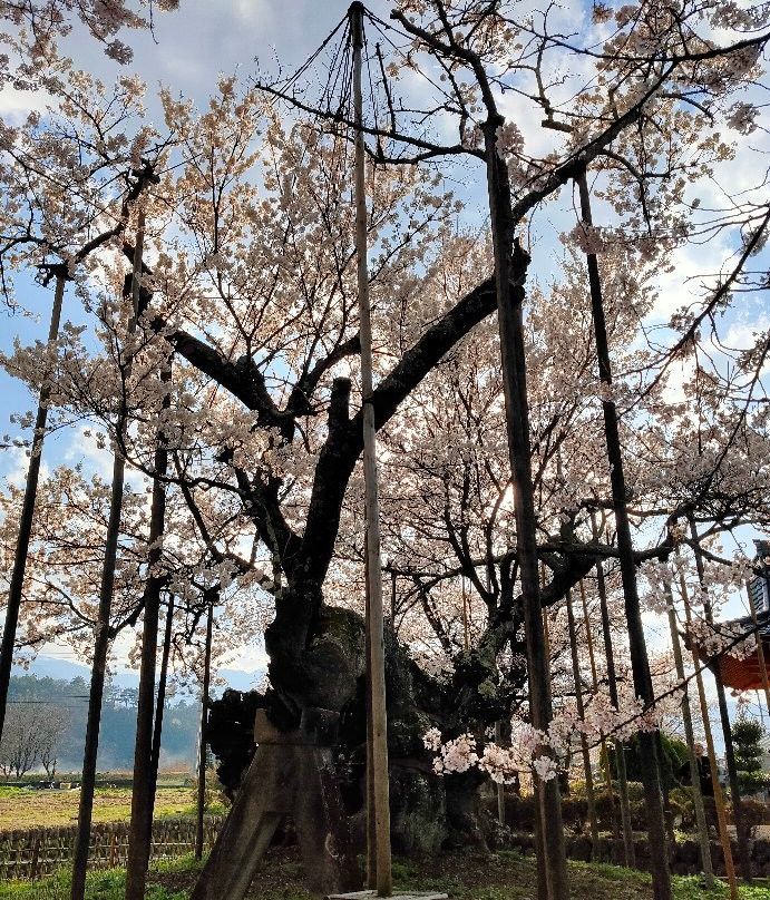 Yamataka Jindai Cherry Blossom景点图片