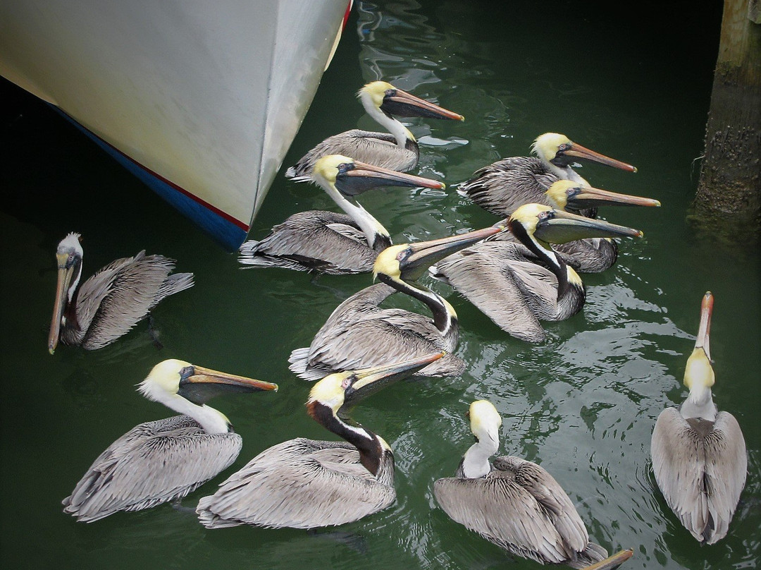Clearwater Beach Marina-克利尔沃特必去景点