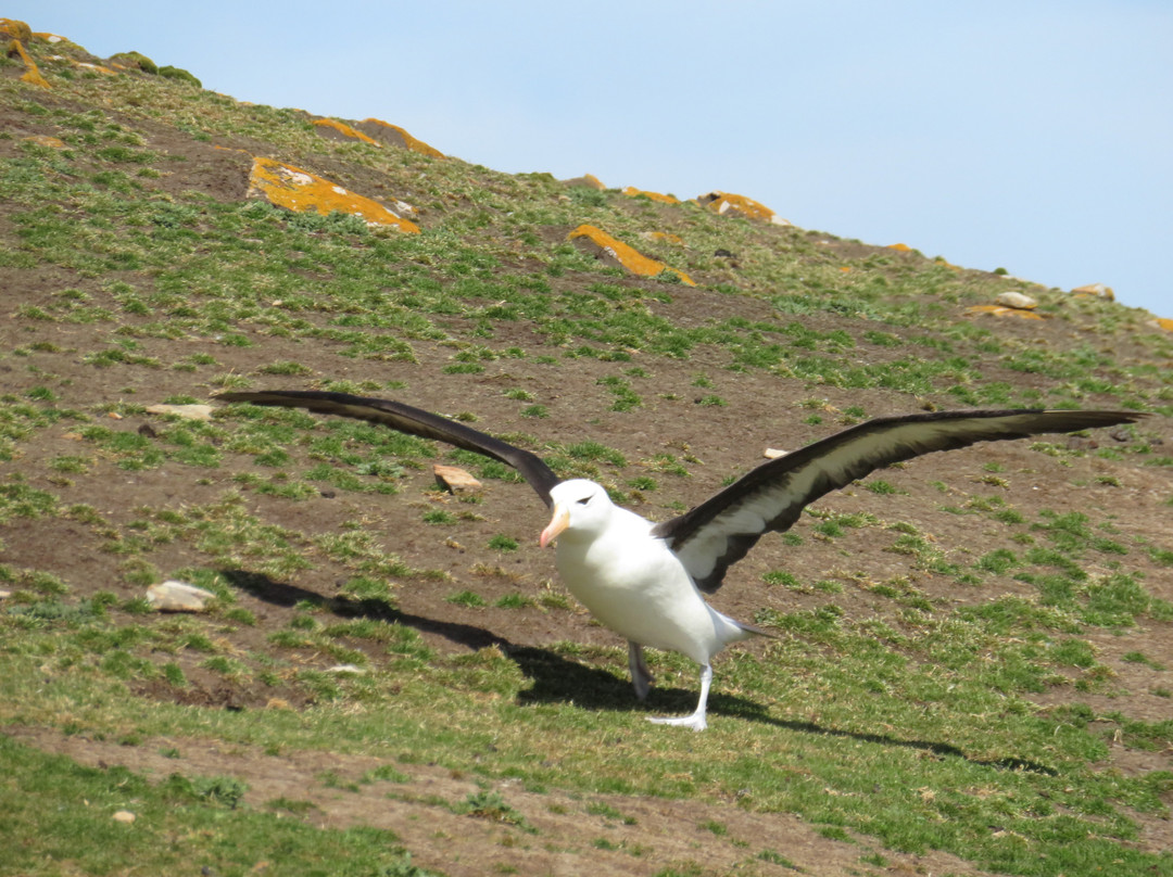 Saunders Island景点图片