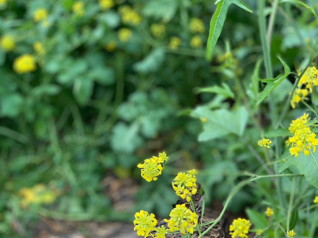 Chino Hills State Park-奇诺岗必去景点
