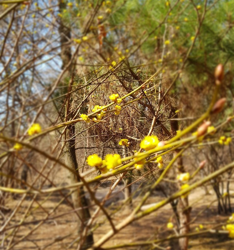 Donggureung-九里市必去景点