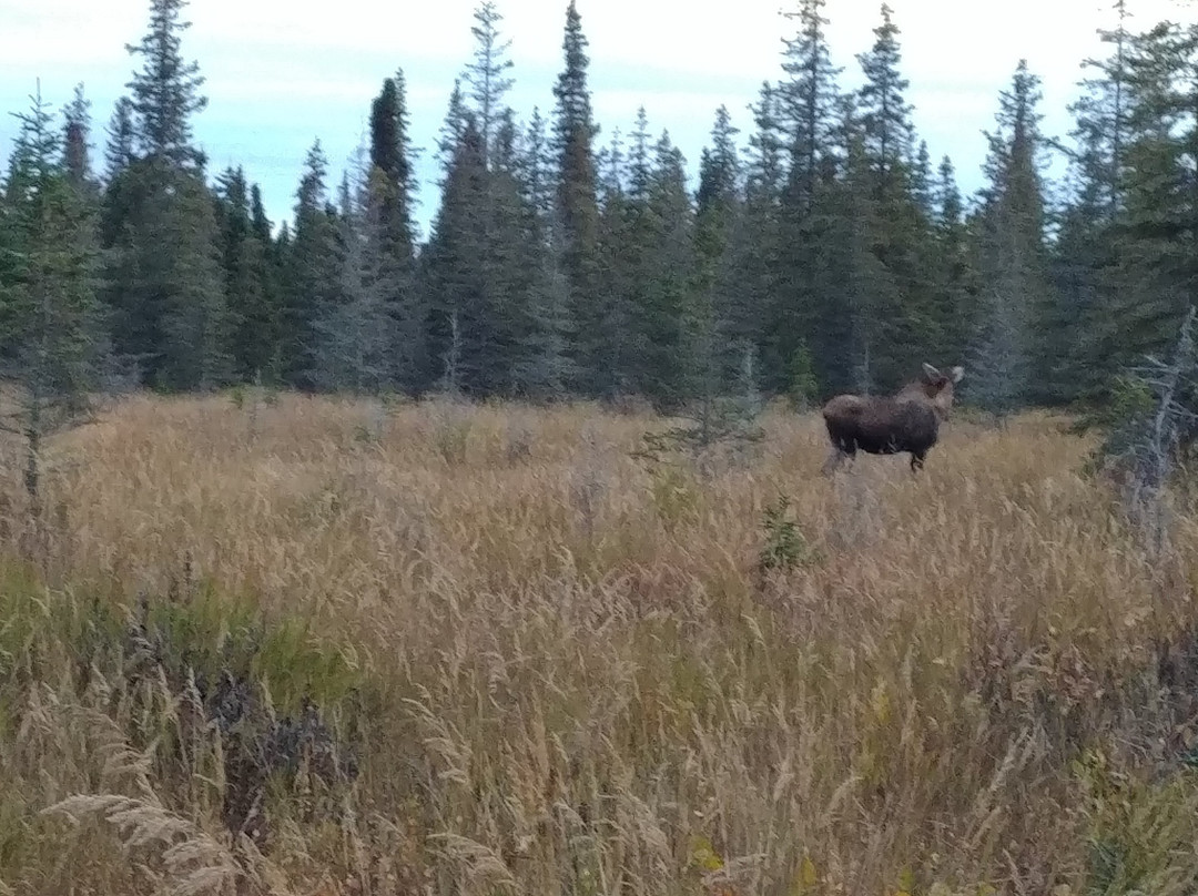 Kenai River Float-n-Fish-Cooper Landing必去景点