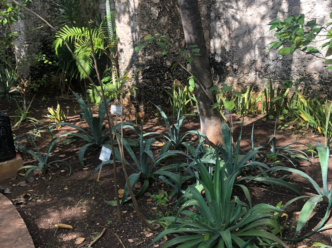 Jardin Botanico X'much Haltun-坎佩切州必去景点