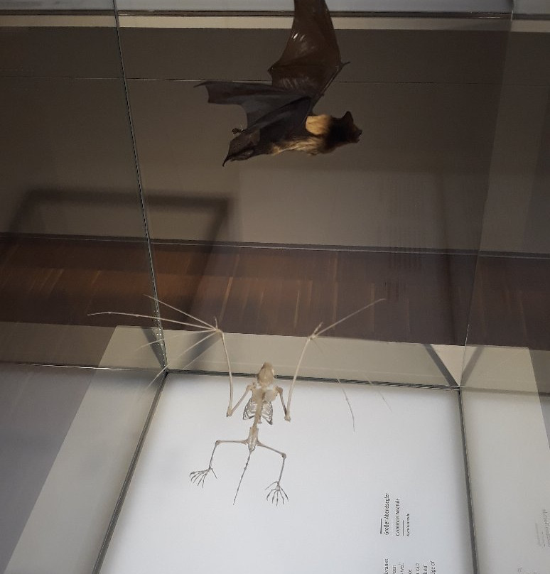 Natural History Museum-格拉茨城必去景点
