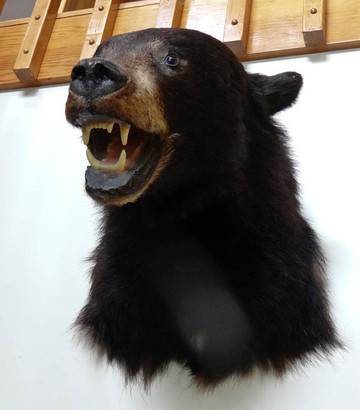 Wells Gray Provincial Park-克利尔沃特必去景点