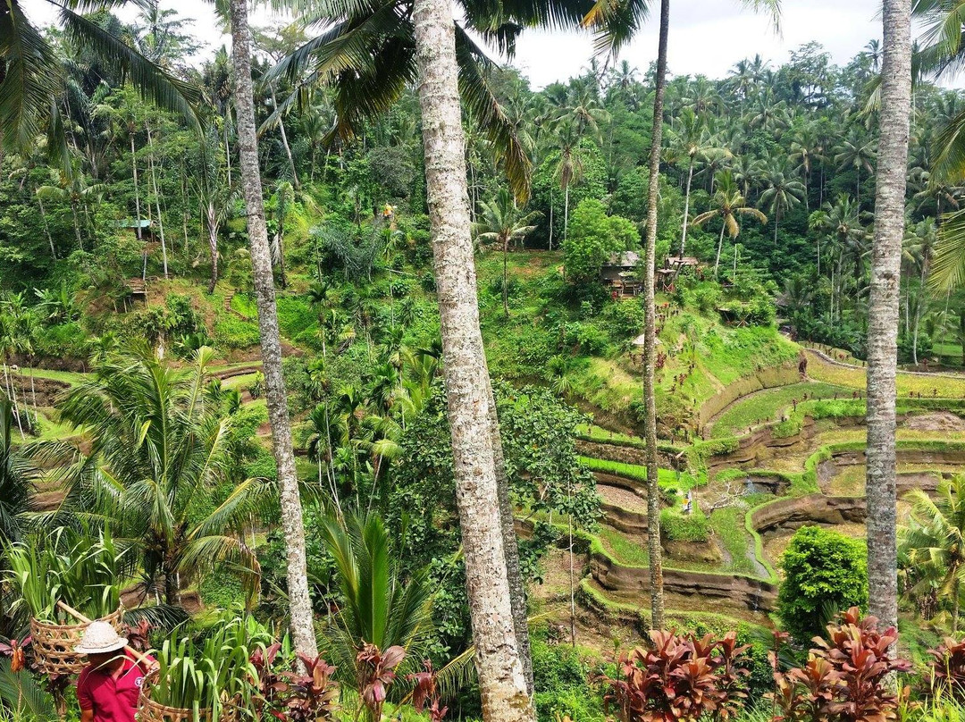 Peaceful Bali Tour-乌布必去景点
