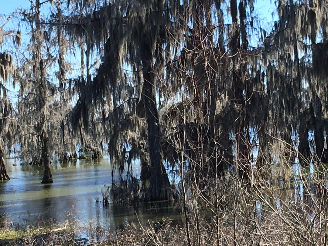 Lake Martin Rookery景点图片