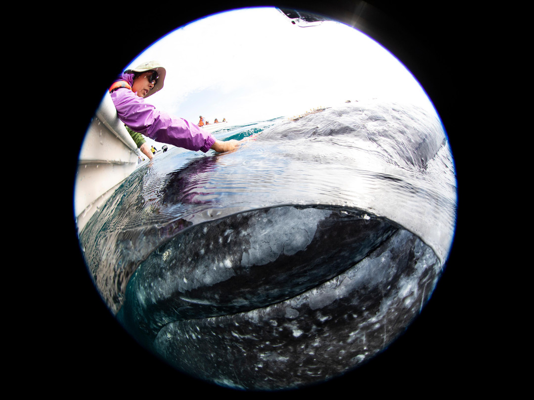Sea Lions Dive Center-拉巴斯必去景点