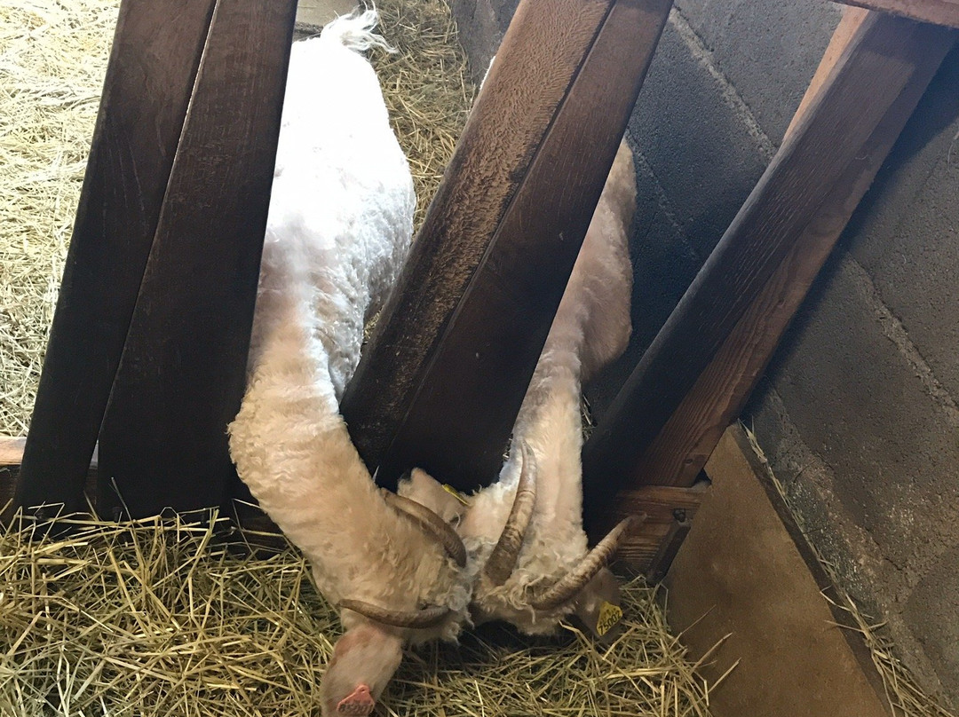 Mohair d'Aulon en Pyrenees-Aulon必去景点