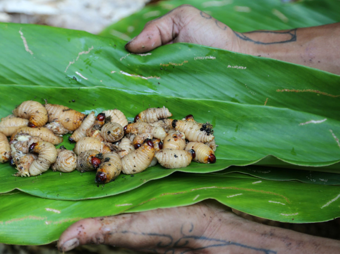 Siberut National Park-Siberut必去景点