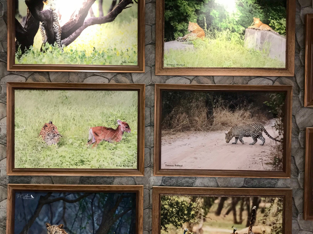 Jhalana Leopard Safari-斋蒲尔必去景点