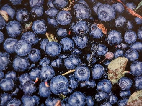 FoRestful-埃斯波必去景点