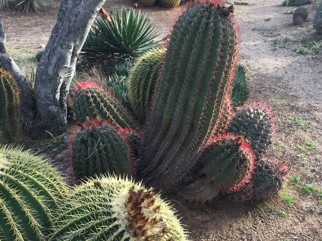 B & B Cactus Farm-图森必去景点