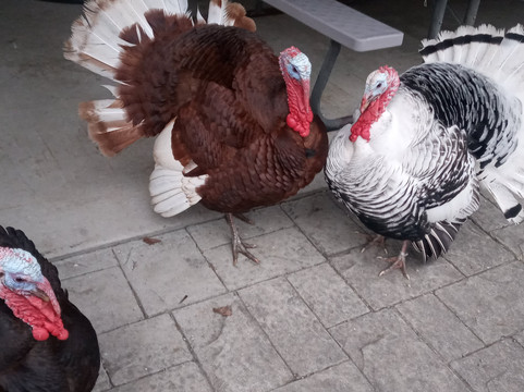 Farmland Animal Park-Chemung必去景点