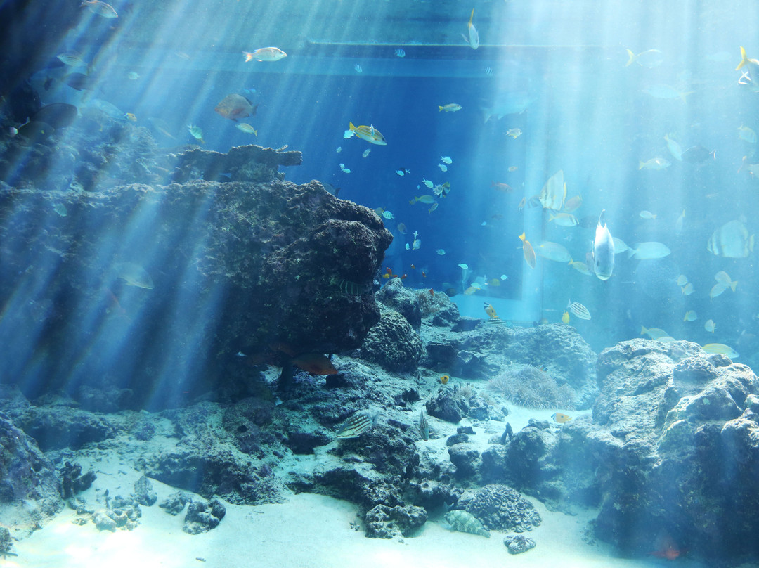 冲绳美之海水族馆景点图片