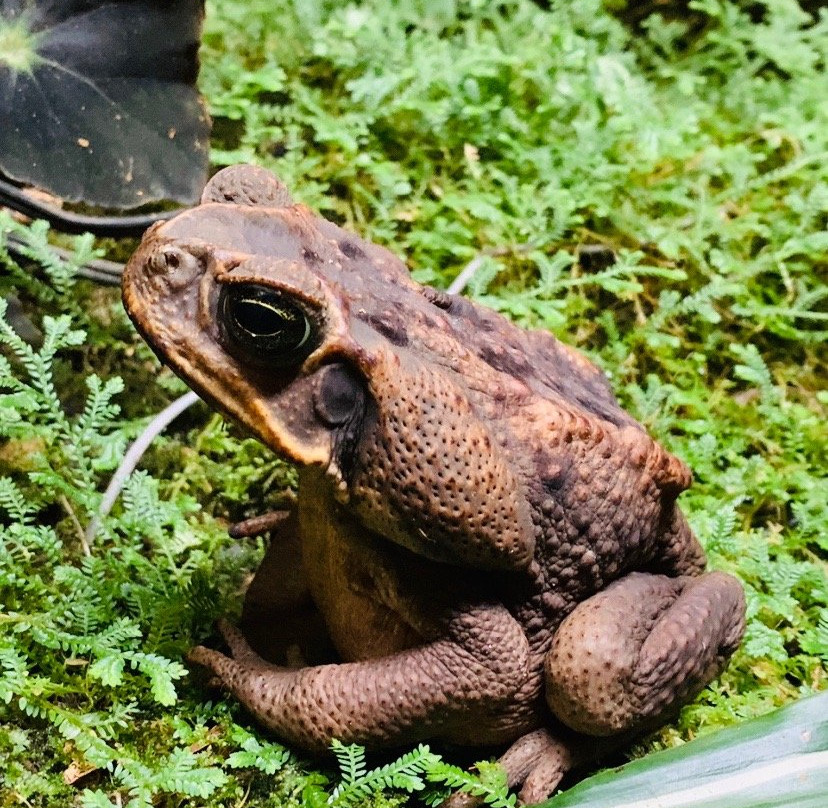 Birdsong Villa主图