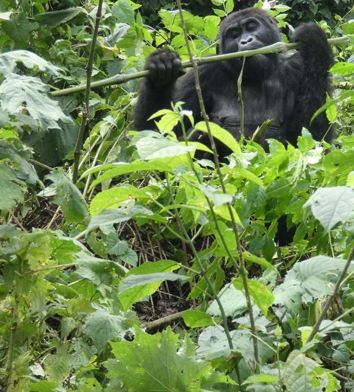 Wild Frontiers Uganda Safaris-恩德培必去景点