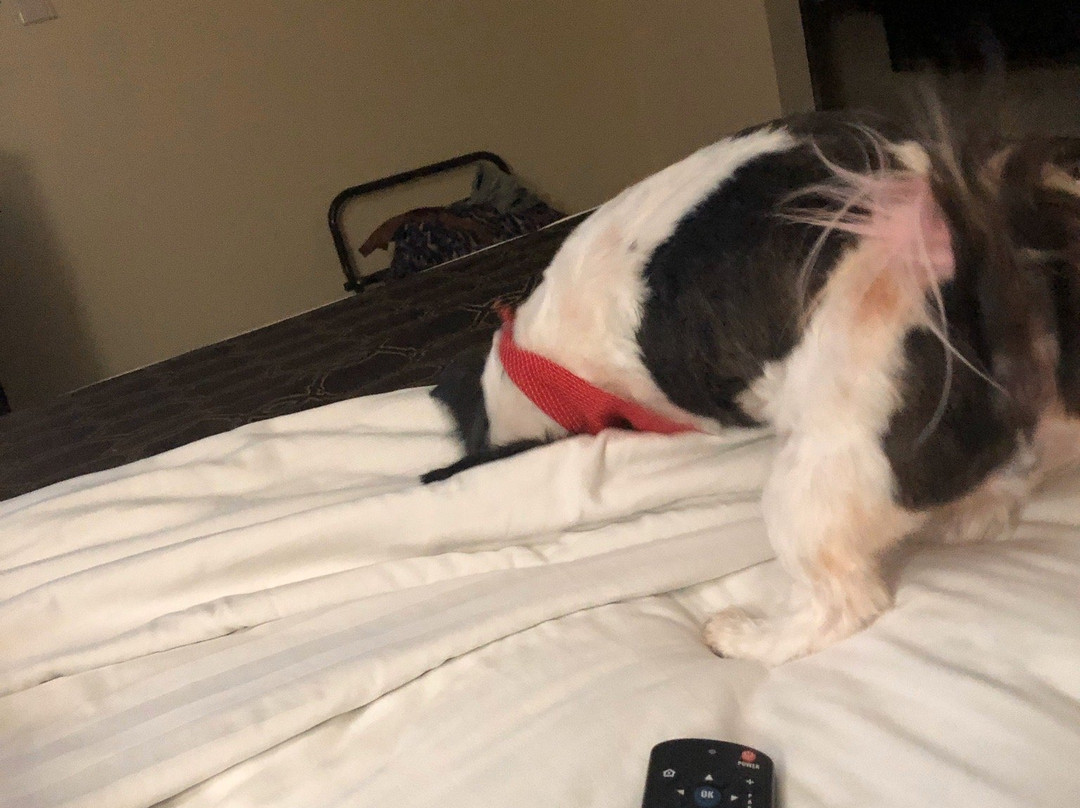 Best Western Inn & Suites主图