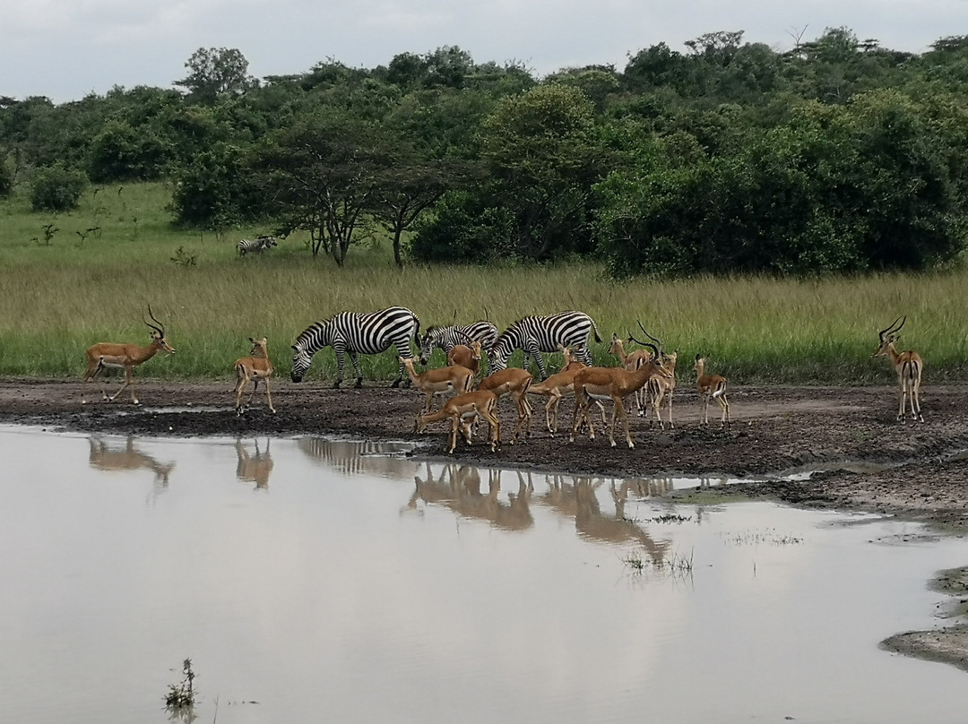On Holiday Safaris-恩德培必去景点