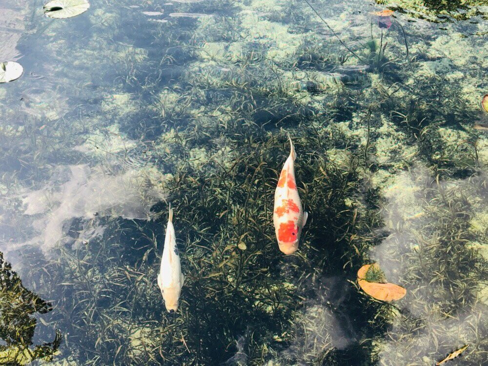 Nemichi Shrine-关市必去景点