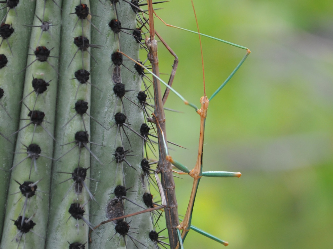 Mar y Sierra-Cabo Pulmo必去景点