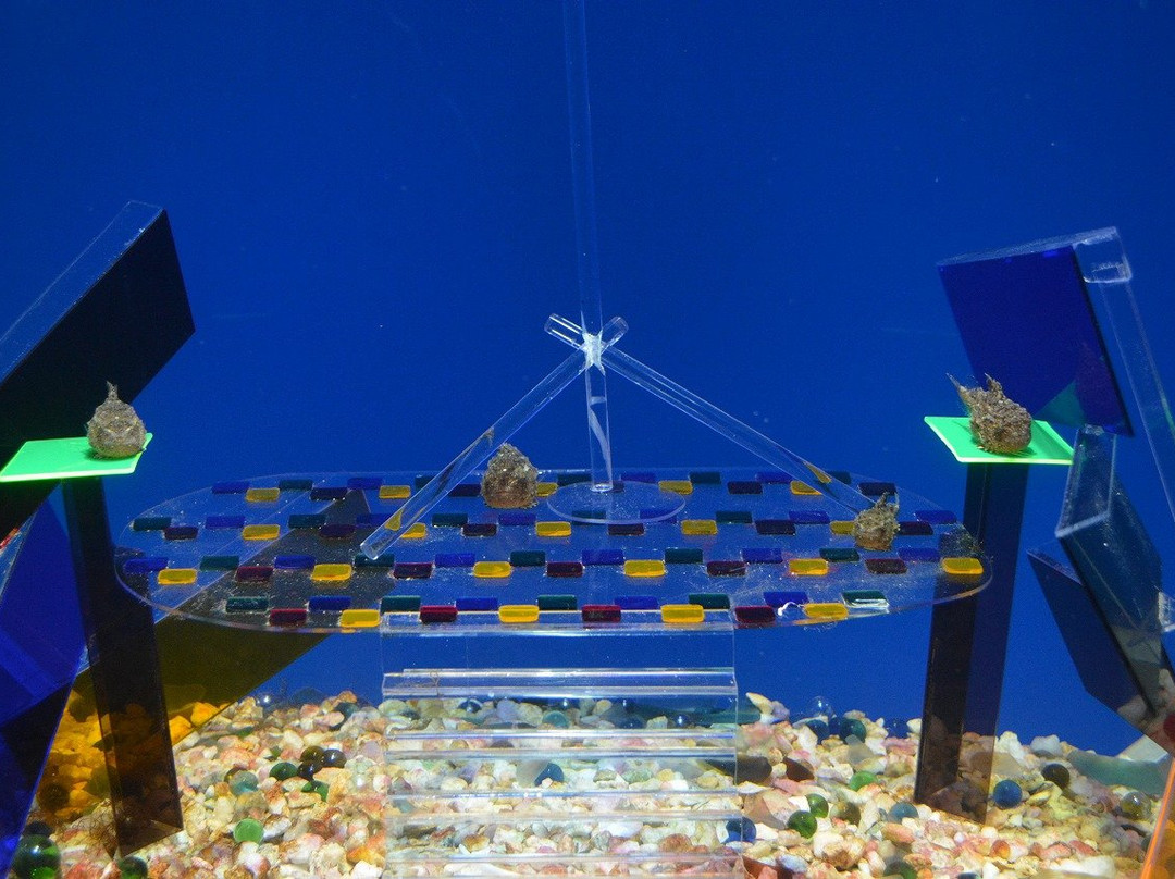 Puku Puku Aquarium Honten