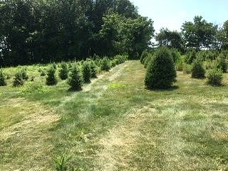 Millers Christmas Tree Farm景点图片