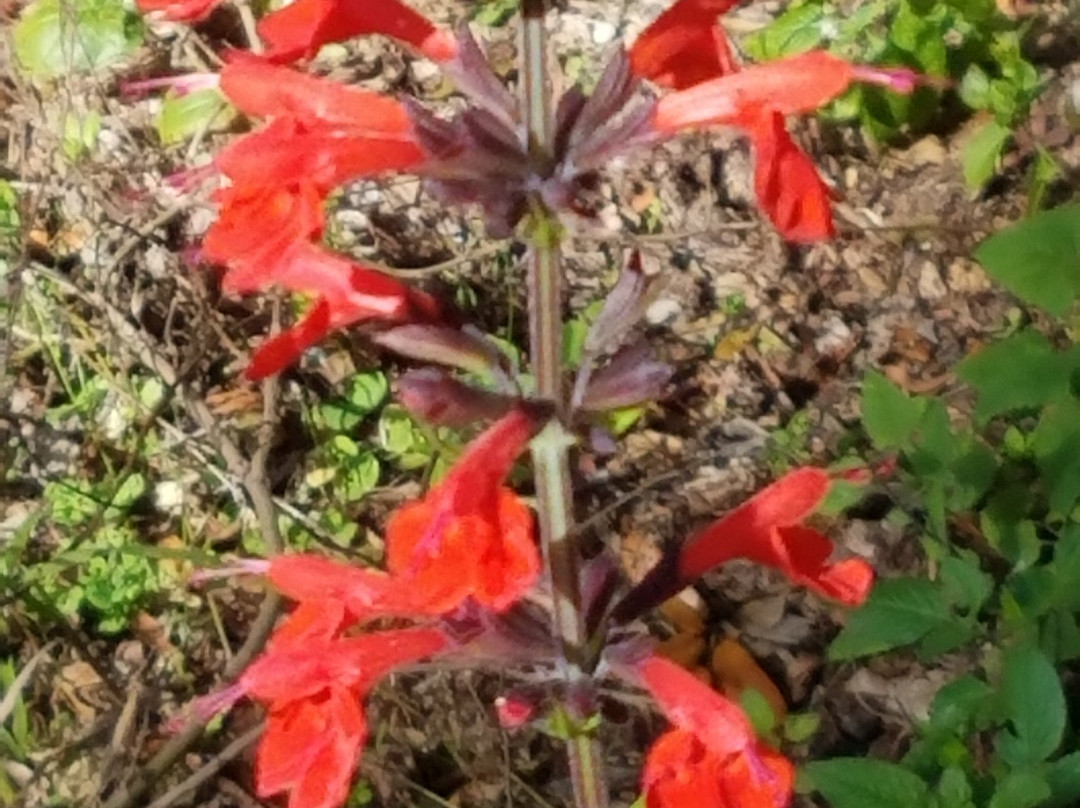 Felts Audubon Preserve-Palmetto必去景点