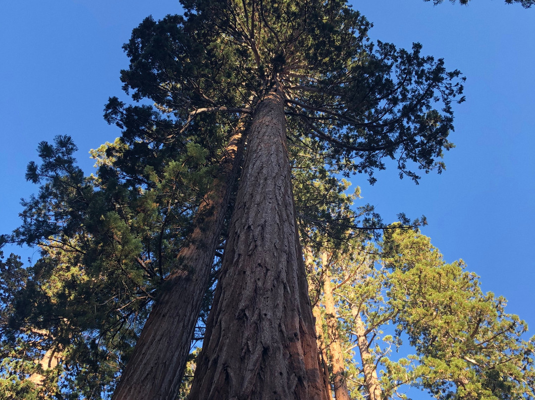 Mariposa Grove of Giant Sequoias景点图片