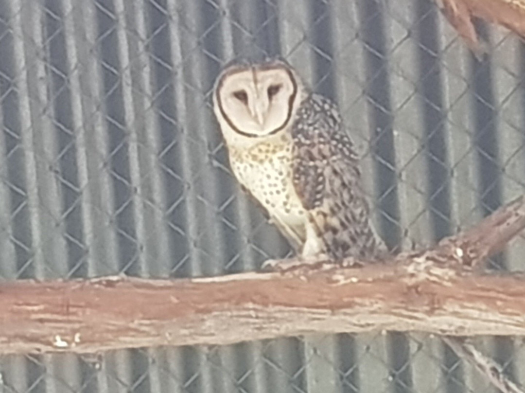 A Twist Of Willow主图