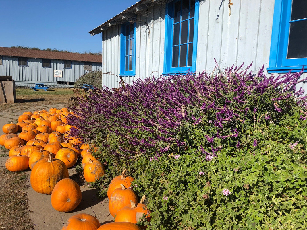 Swanton Berry Farm-佩斯卡德罗必去景点