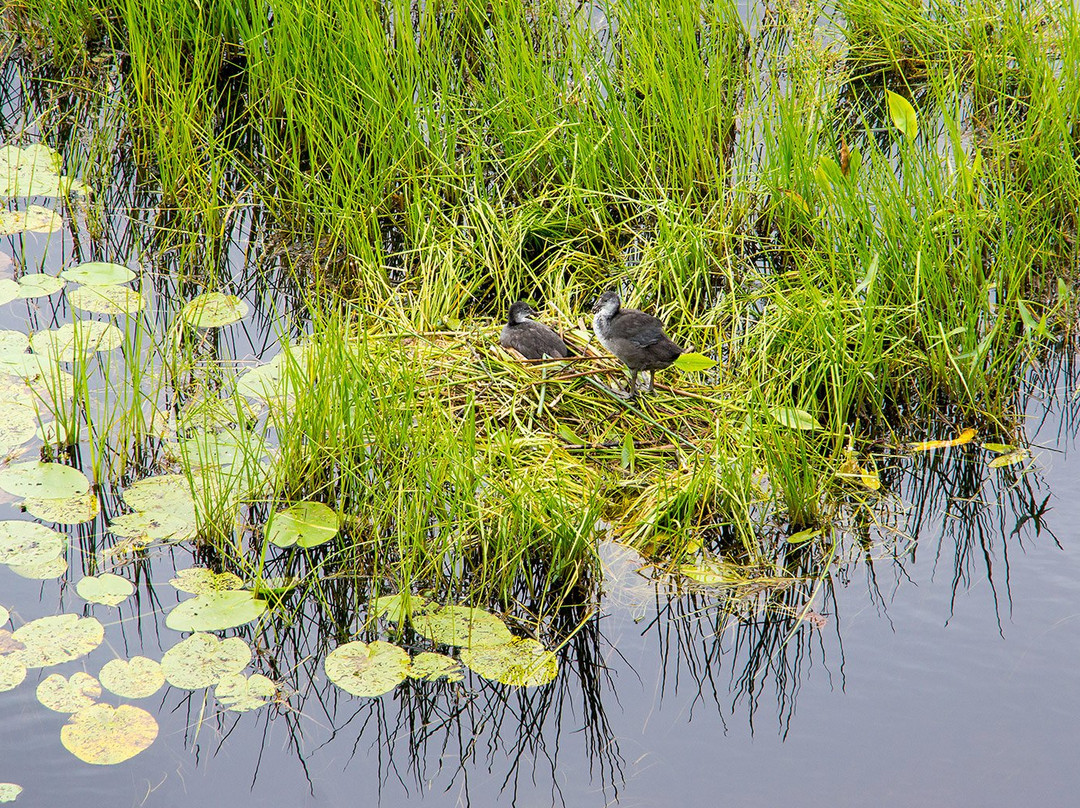 Maloye Havgilampi Lake景点图片