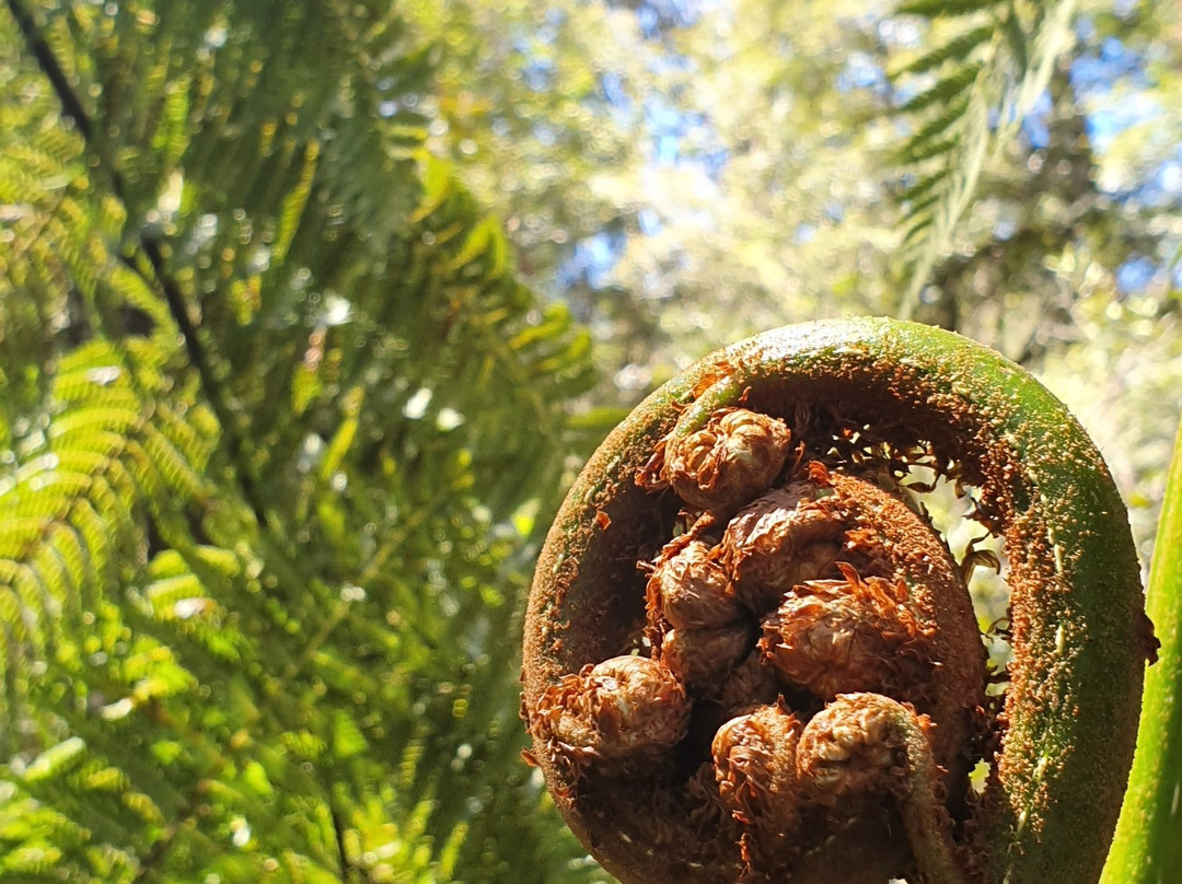 Ada Tree-Noojee必去景点