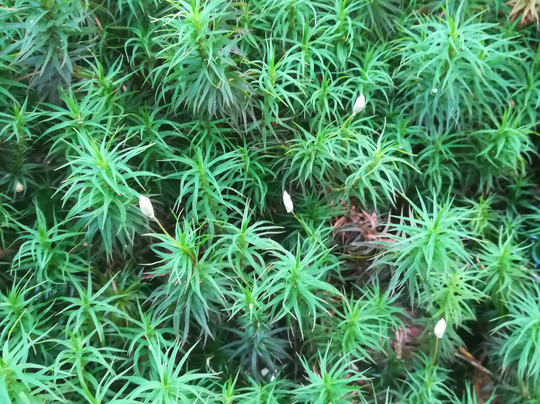 Pond Shirakoma-佐久穗町必去景点