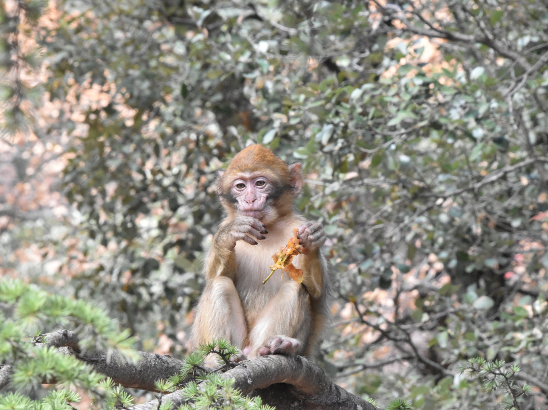 Ifrane National Park景点图片