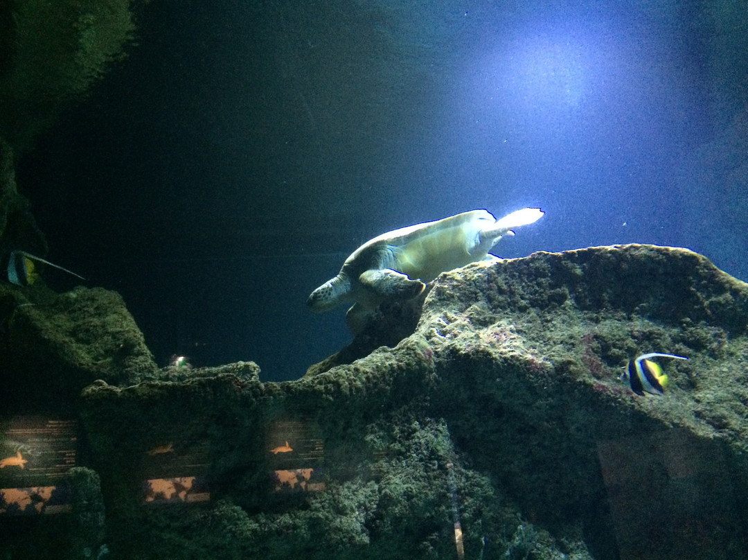 Aquarium La Rochelle景点图片