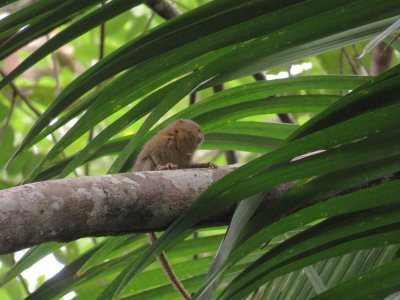 Macaw Jungle Expeditions主图