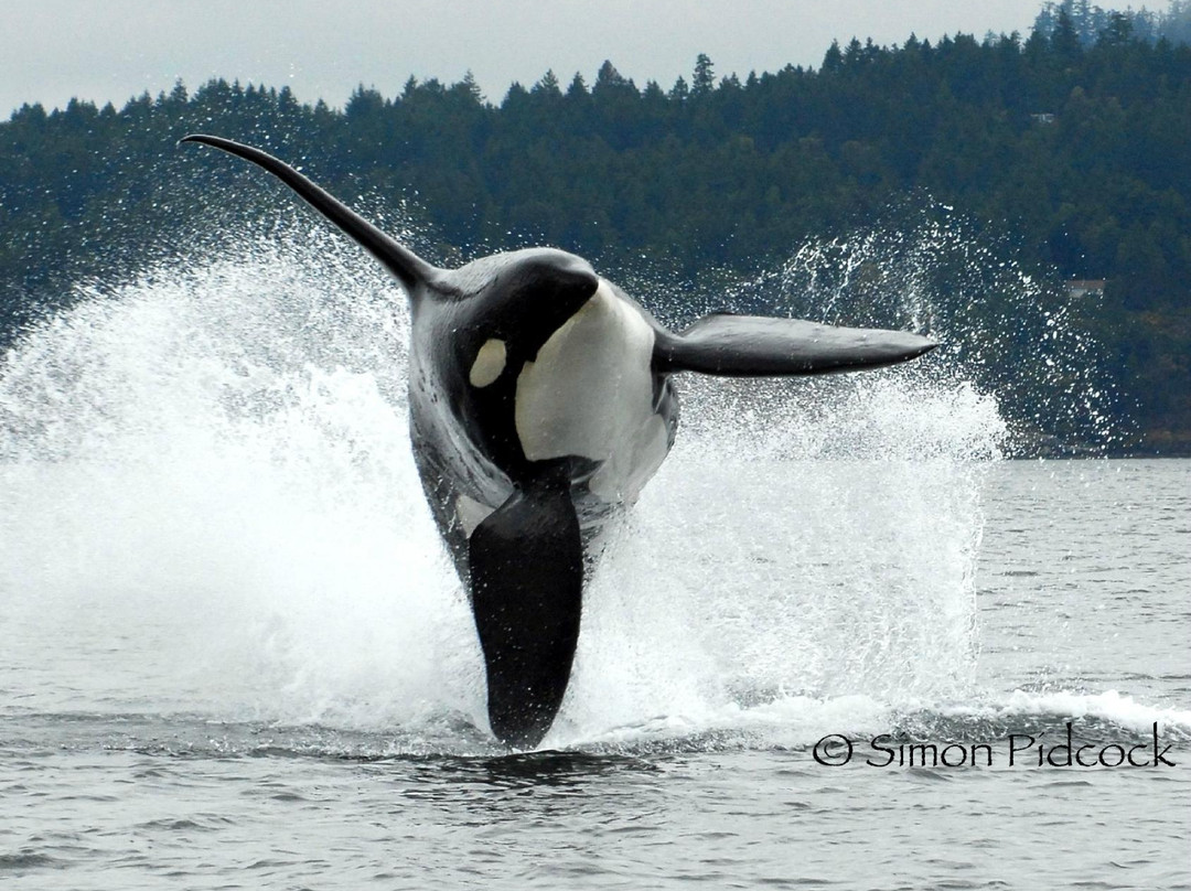 Ocean EcoVentures Whale Watching景点图片