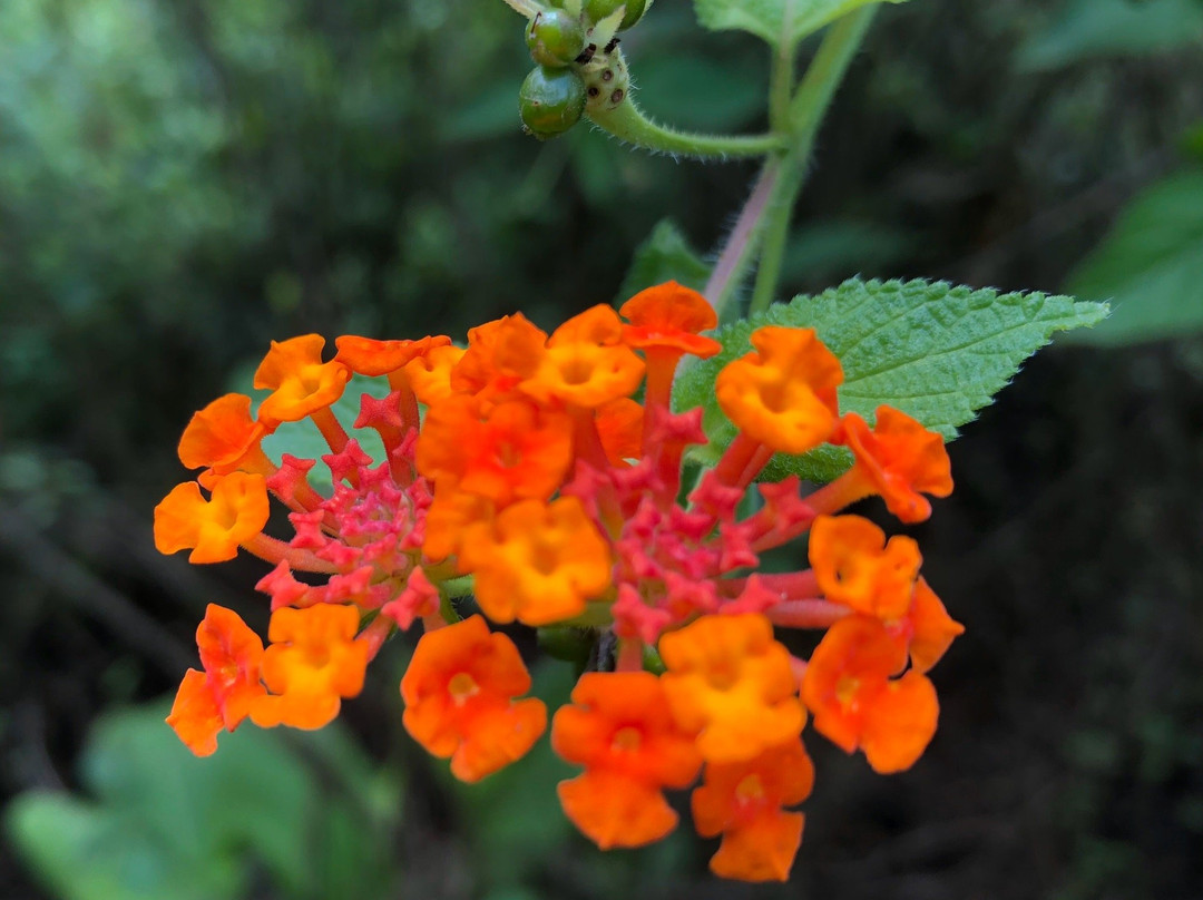 Casa Cavoquinho主图