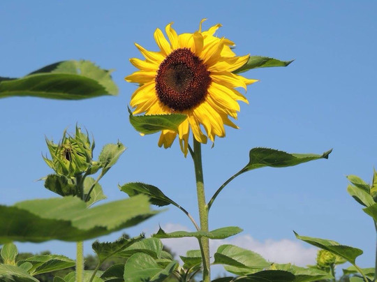 Shady Hills旅游景点-HarvestMoon Fun Farm